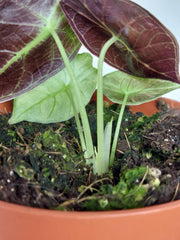 Alocasia Watsoniana Lightning Aurea