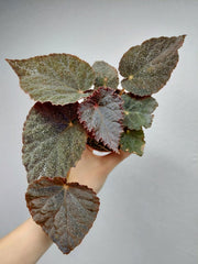 Begonia Taconite