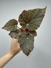 Begonia Taconite