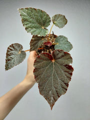 Begonia Taconite