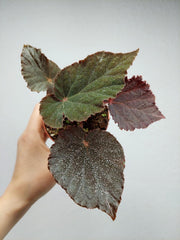 Begonia Taconite