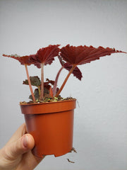 Begonia Taconite