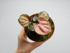Syngonium Orm Nak