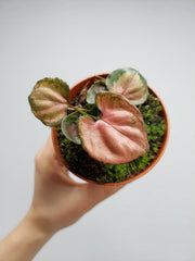 Syngonium Orm Nak