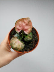 Syngonium Orm Nak
