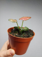Syngonium Orm Nak