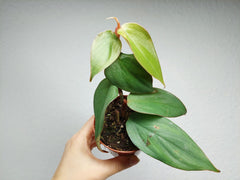 Philodendron Burle Marx Fantasy