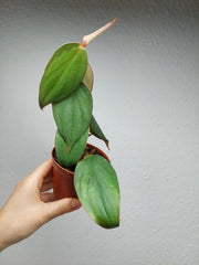 Philodendron Burle Marx Fantasy