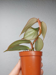 Philodendron Burle Marx Fantasy