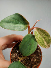 Philodendron Burle Marx Fantasy Pink Variegata