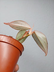 Philodendron Burle Marx Fantasy Pink Variegata