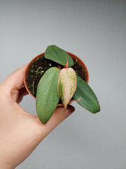 Philodendron Burle Marx Fantasy Pink Variegata