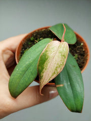 Philodendron Burle Marx Fantasy Pink Variegata