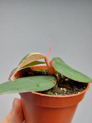 Philodendron Burle Marx Fantasy Pink Variegata