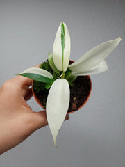 Philodendron Florida Ghost Mutation