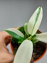 Philodendron Florida Ghost Mutation