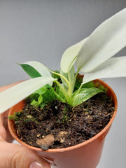 Philodendron Florida Ghost Mutation