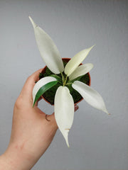 Philodendron Florida Ghost Mutation