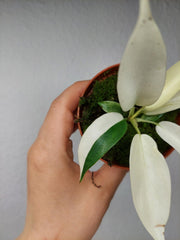 Philodendron Florida Ghost Mutation