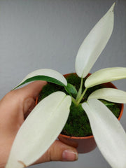 Philodendron Florida Ghost Mutation