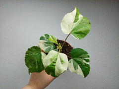 Hibiscus Variegata