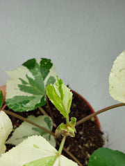 Hibiscus Variegata