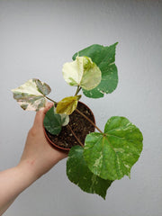 Hibiscus Variegata