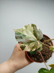 Hibiscus Variegata