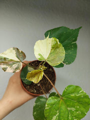 Hibiscus Variegata