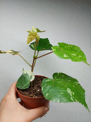 Hibiscus Variegata