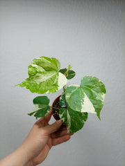 Hibiscus Variegata