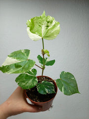 Hibiscus Variegata