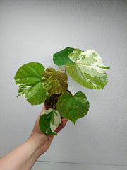 Hibiscus Variegata