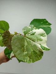 Hibiscus Variegata