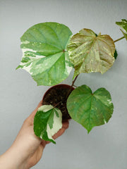 Hibiscus Variegata