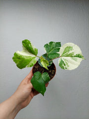 Hibiscus Variegata