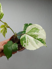 Hibiscus Variegata