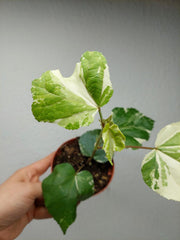 Hibiscus Variegata