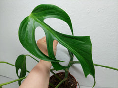 Monstera Burle Marx Flame Stecklinge