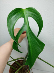 Monstera Burle Marx Flame Stecklinge