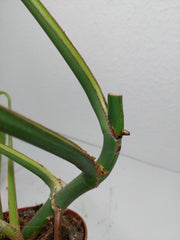 Monstera Burle Marx Flame Stecklinge