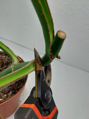 Monstera Burle Marx Flame Stecklinge