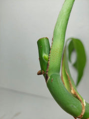 Monstera Burle Marx Flame Stecklinge