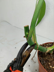 Monstera Burle Marx Flame Stecklinge