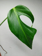 Monstera Burle Marx Flame Stecklinge