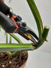 Monstera Burle Marx Flame Stecklinge