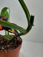 Monstera Burle Marx Flame Stecklinge