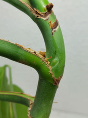 Monstera Burle Marx Flame Stecklinge
