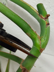 Monstera Burle Marx Flame Stecklinge