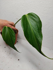 Monstera Burle Marx Flame Stecklinge